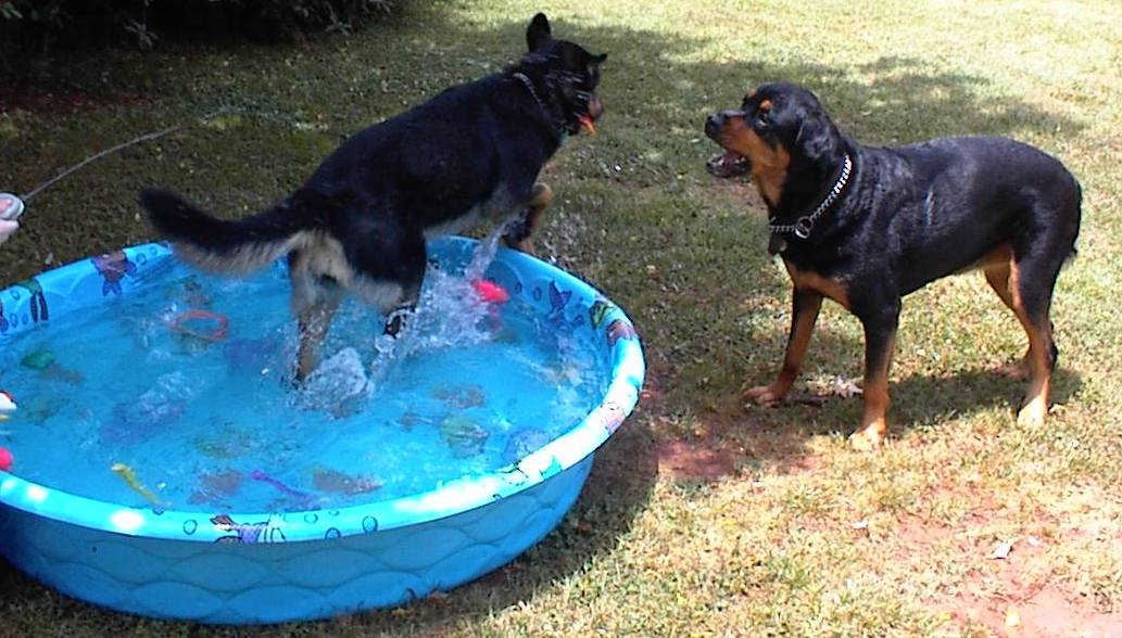 Pool Fun