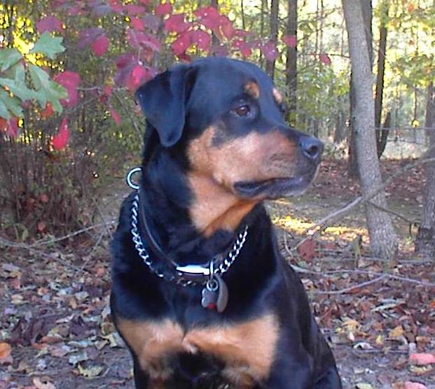 Xena Fall